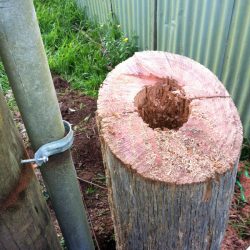 Termite damage to power pole