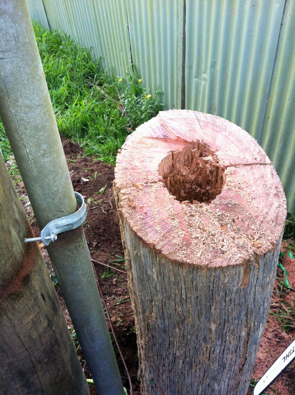 Termite damage to power pole